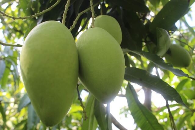 Outstanding health benefits of mango