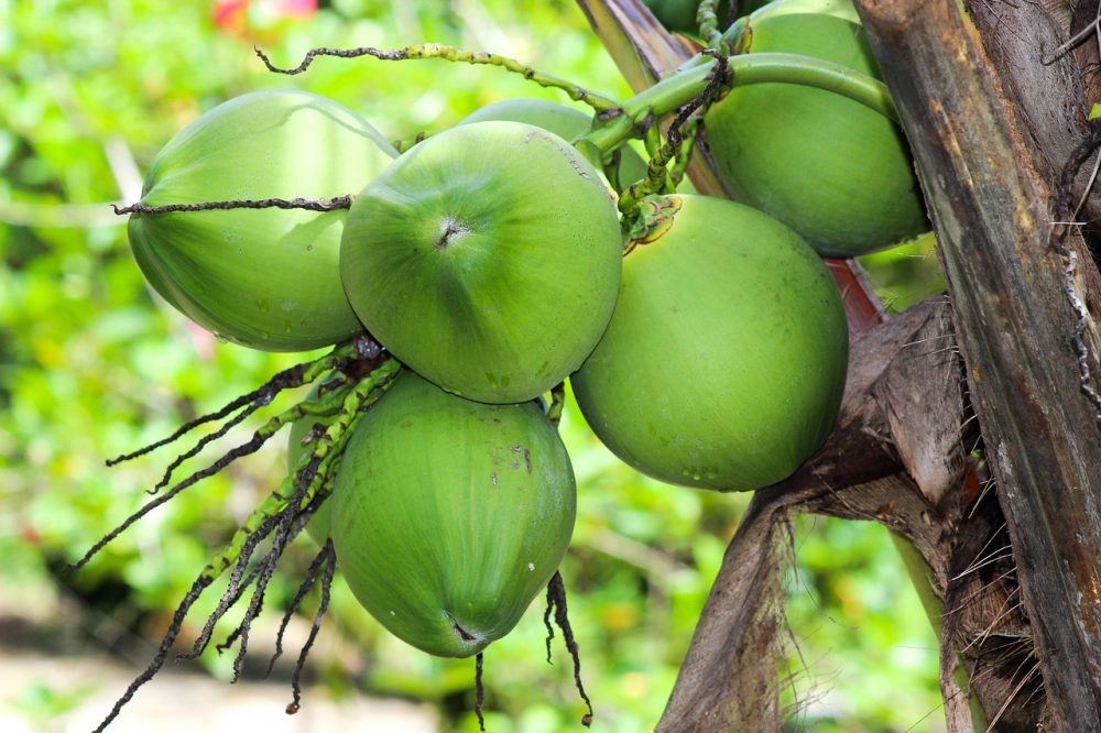 Types of coconuts in Vietnam: Features, benefits and prices
