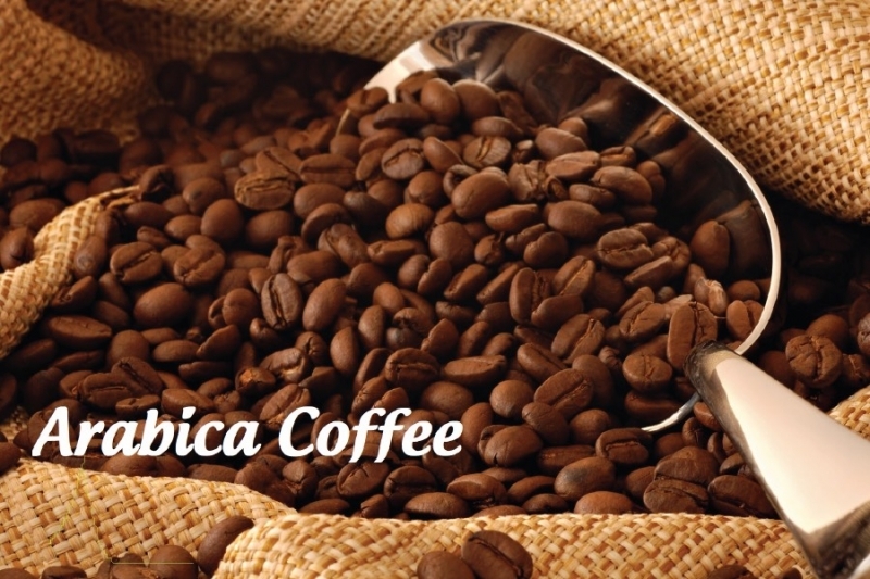 TYPES OF VIETNAMESE COFFEE BEANS: ARABICA VS. ROBUSTA