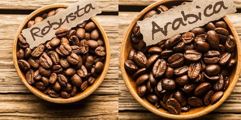 TYPES OF VIETNAMESE COFFEE BEANS: ARABICA VS. ROBUSTA